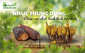 Các chất trong Nhục Thung Dung