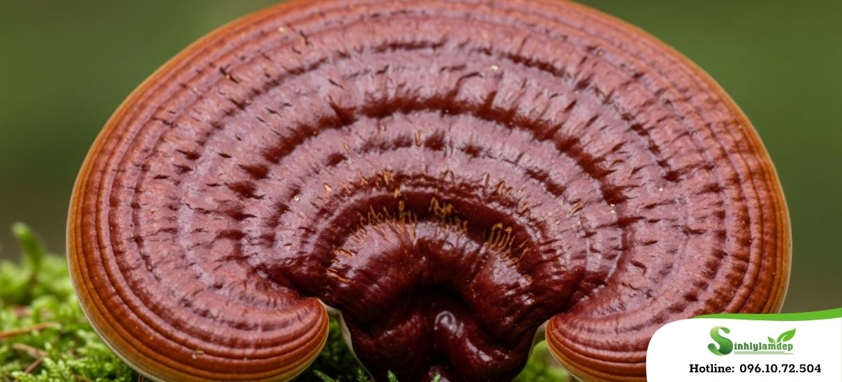 Thành phần Nấm Linh Chi có trong Maxzex